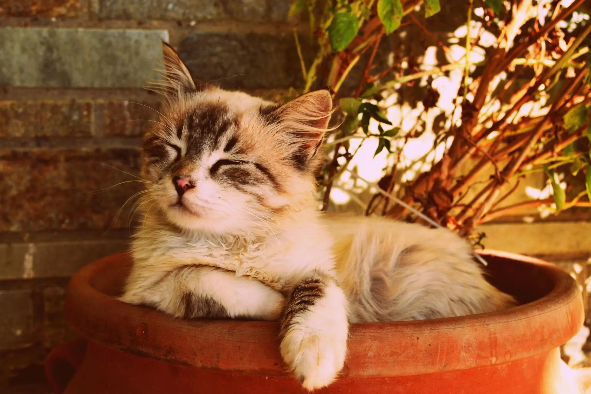 Pros and Cons of Allowing Pets in Your Rental Property in Winston Salem, NC